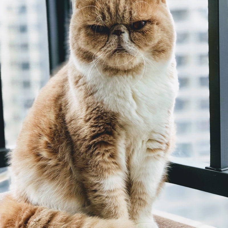 Mia