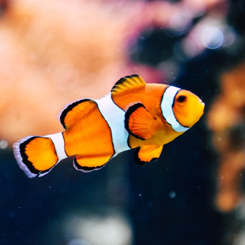 Nemo