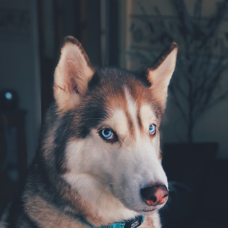 Rex